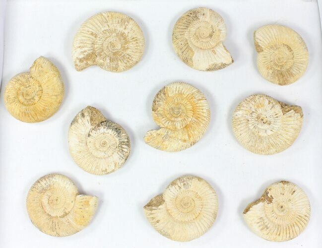Lot: Perisphinctes Ammonite Fossils - Pieces #77171